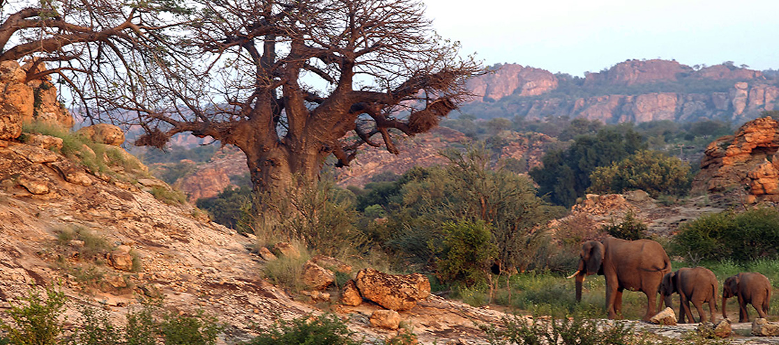 Tuli Block